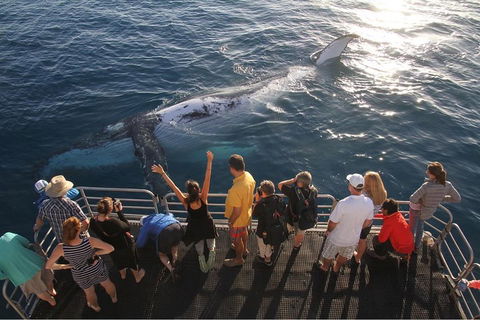 Hervey Bay Whale Watching Cruise - Attractions 4