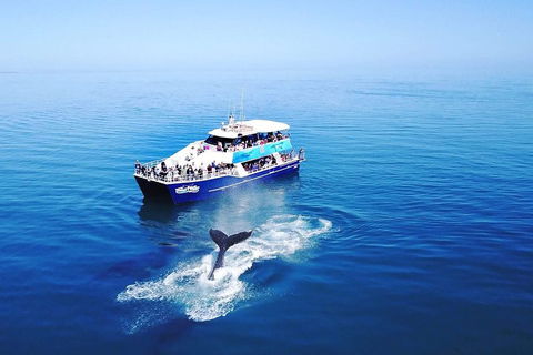 Hervey Bay Whale Watching Cruise - Attractions 5