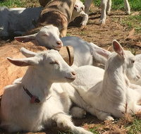 Mornington Peninsula Winery Tours with Cheese Chocolate Tastings from Melbourne - Attractions
