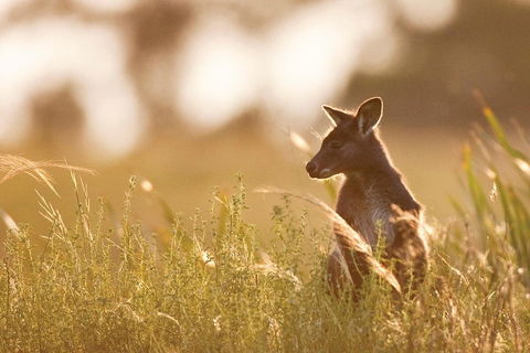 Blue Mountains Day Tour With Wildlife At Sunset From Sydney - Attractions 2