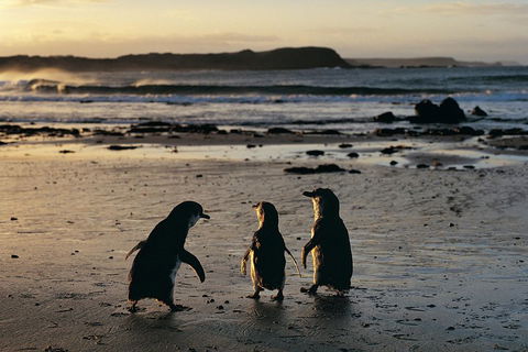 Phillip Island Penguin Parade Day Trip With Koala Conservation Reserve Visit - Attractions 0