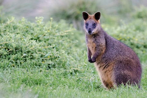 Phillip Island Penguin Parade Day Trip With Koala Conservation Reserve Visit - Attractions 1