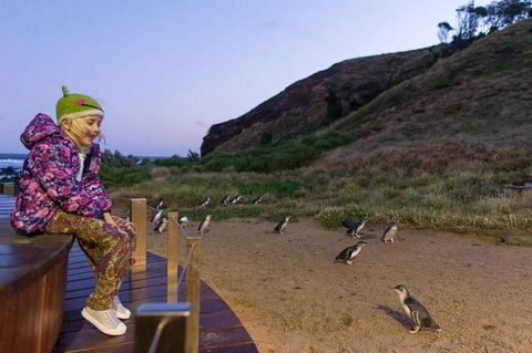 Phillip Island Penguin Parade Day Trip With Koala Conservation Reserve Visit - Attractions 3