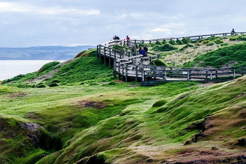 Phillip Island Penguin Parade Day Trip With Koala Conservation Reserve Visit - Attractions 4