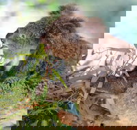 Blue Mountains Private Tour with Kangaroos  Koala Encounter - Attractions