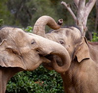 Melbourne Zoo General Entry Ticket - Attractions