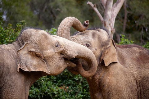 Melbourne Zoo General Entry Ticket - Attractions 0