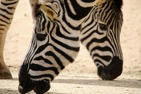 Melbourne Zoo General Entry Ticket - Attractions 1