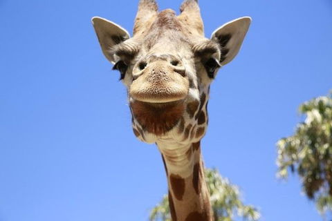 Melbourne Zoo General Entry Ticket - Attractions 2