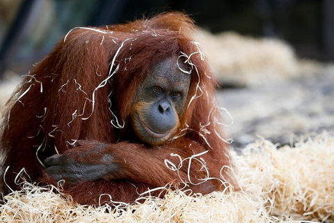 Melbourne Zoo General Entry Ticket - Attractions 3
