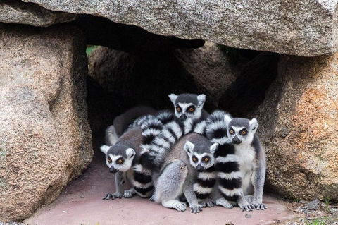 Melbourne Zoo General Entry Ticket - Attractions 4