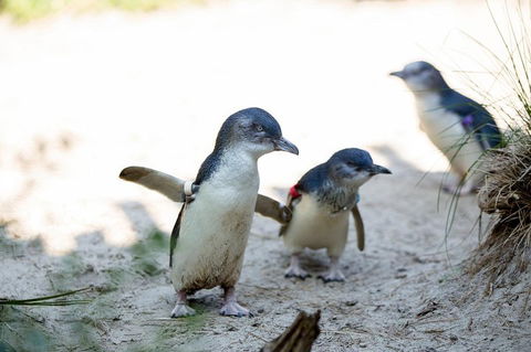Melbourne Zoo General Entry Ticket - Attractions 5