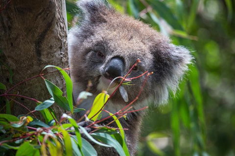 Australian Wildlife Tour At Melbourne Zoo Ticket - Attractions 1