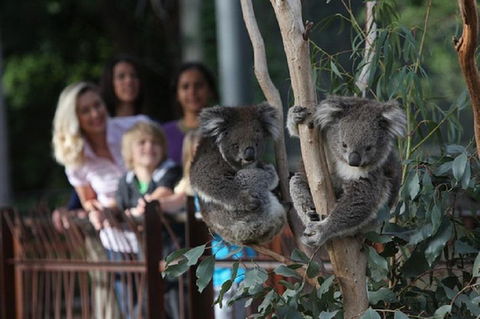 Australian Wildlife Tour At Melbourne Zoo Ticket - Attractions 2