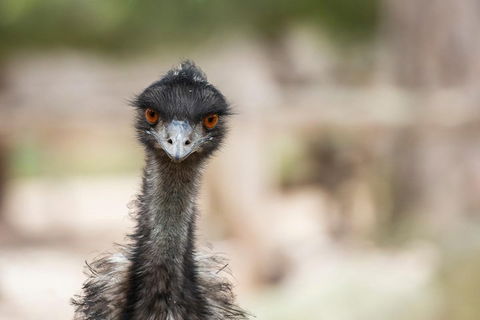 Australian Wildlife Tour At Melbourne Zoo Ticket - Attractions 3