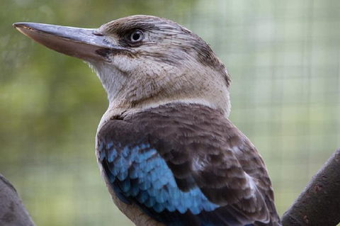 Australian Wildlife Tour At Melbourne Zoo Ticket - Attractions 4