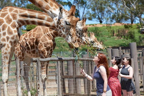 Slumber Safari At Werribee Open Range Zoo - Attractions 3