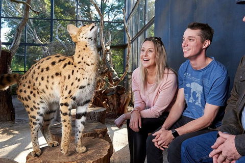African Cat Encounter At Werribee Open Range Zoo - Attractions 0