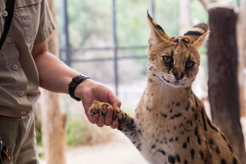 African Cat Encounter At Werribee Open Range Zoo - Attractions 1