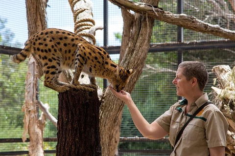 African Cat Encounter At Werribee Open Range Zoo - Attractions 2