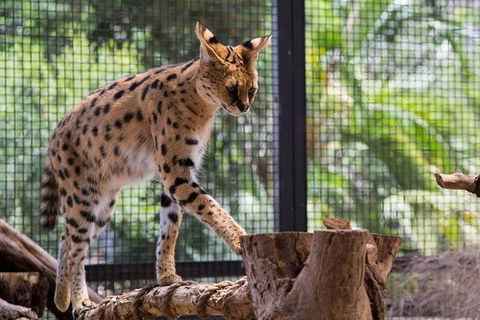 African Cat Encounter At Werribee Open Range Zoo - Attractions 3
