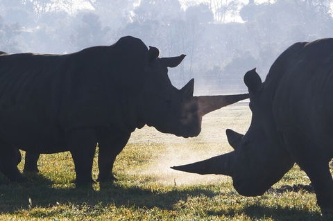 Early Morning Savannah Experience - Attractions 1