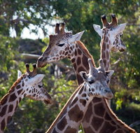 Werribee Open Range Zoo General Admission Ticket - Attractions