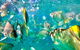 Moreton Island Day Trip (Kayak, Snorkel & Sandboard) Frm Brisbane Or Gold Coast - thumb 1