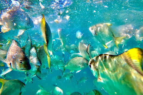 Moreton Island Day Trip (Kayak, Snorkel & Sandboard) Frm Brisbane Or Gold Coast - Attractions 1