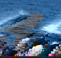 Tangalooma Island Resort Whale Watching Day Cruise - Attractions