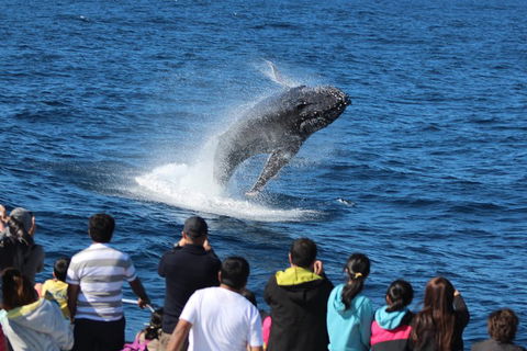 Tangalooma Island Resort Whale Watching Day Cruise - Attractions 0