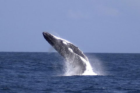 Tangalooma Island Resort Whale Watching Day Cruise - Attractions 4