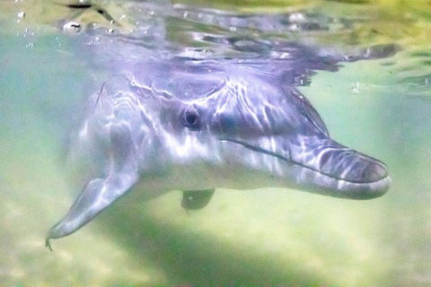Tangalooma Island Resort Whale Watching Day Cruise With Dolphin Feeding - Attractions 0