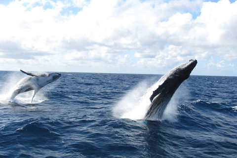 Tangalooma Island Resort Whale Watching Day Cruise With Dolphin Feeding - Attractions 1