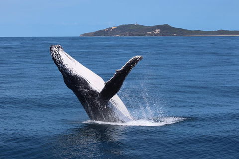 Tangalooma Island Resort Whale Watching Day Cruise With Dolphin Feeding - Attractions 3