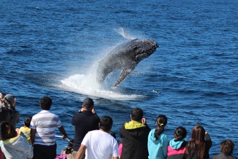 Tangalooma Island Resort Whale Watching Day Cruise With Dolphin Feeding - Attractions 5