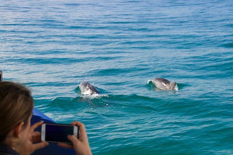 Julian Rocks Byron Bay Cruise - See Attractions 1