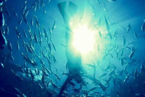 2-Day Whitsundays Sailing Adventure: SV Whitehaven - Attractions 1