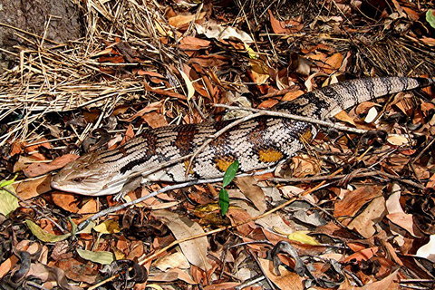 Hartley's Crocodile Adventures General Entry Ticket - Attractions 5