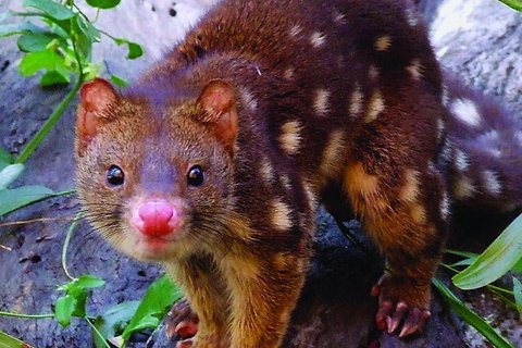 Hartley's Crocodile Adventures Breakfast With The Koalas - Attractions 2