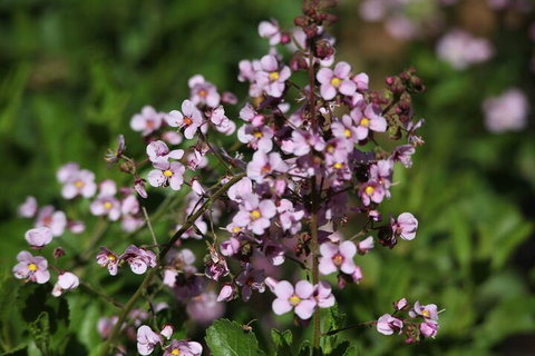 Pinnacles Sunset Dinner And Stargazing Experience A Small Group Tour - See Attractions 2