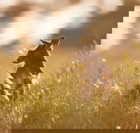 Sunset Blue Mountains Wilderness  Wildlife Tour without the crowds - Attractions