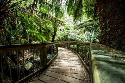 Melbourne To Adelaide South East Coast 3 Day Overland Tour - Attractions 1