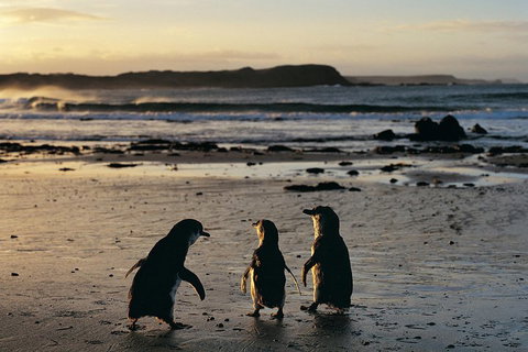 Small-Group Phillip Island Day Trip From Melbourne With Penguin Plus Viewing - Attractions 2
