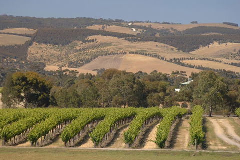 McLaren Vale And Glenelg Wine Tasting And Sightseeing (Half-day Afternoon) - Attractions 2