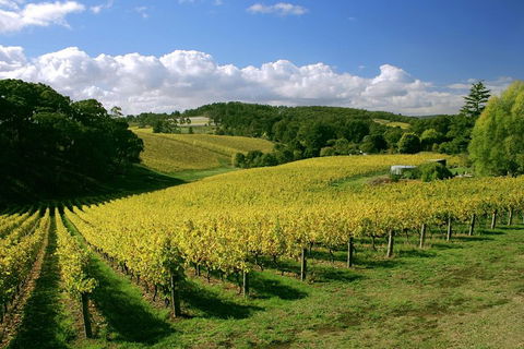 McLaren Vale And Glenelg Wine Tasting And Sightseeing (Half-day Afternoon) - Attractions 4