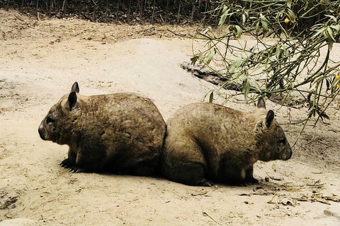 Phillip Island Penguin Parade, Brighton Bathing Boxes And Wildlife Park Tour - Attractions 0