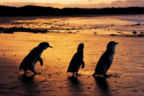 Phillip Island Penguin Parade, Brighton Bathing Boxes And Wildlife Park Tour - Attractions 1