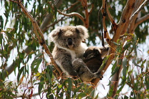 Phillip Island Penguin Parade, Brighton Bathing Boxes And Wildlife Park Tour - Attractions 4