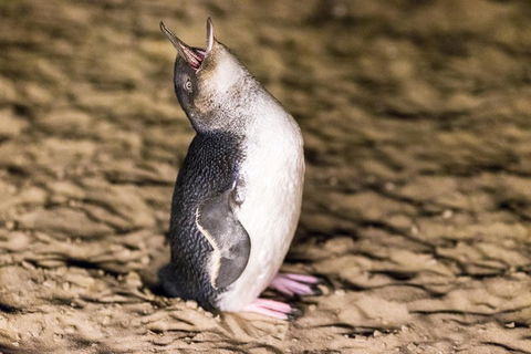Phillip Island Penguin Parade, Brighton Bathing Boxes And Wildlife Park Tour - Attractions 5